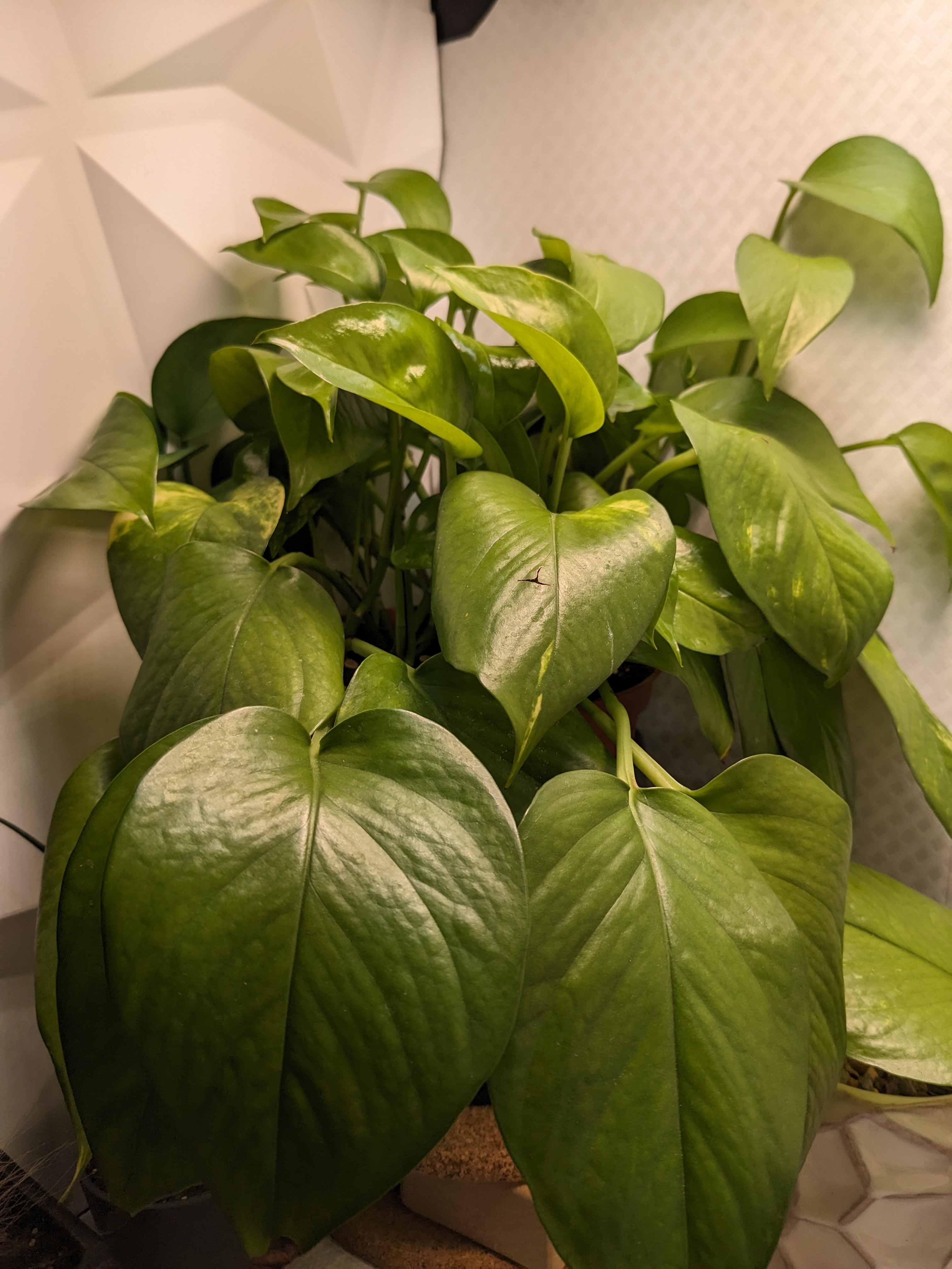 philodendron01